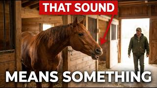 Does Your Horse Nicker When You Arrive? Here’s Why