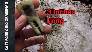 Salt Fork Ohio Grassman Tooth / Bigfoot / Sasquatch