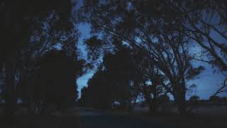 Wind sounds in the trees | white noise | wind sounds for sleeping