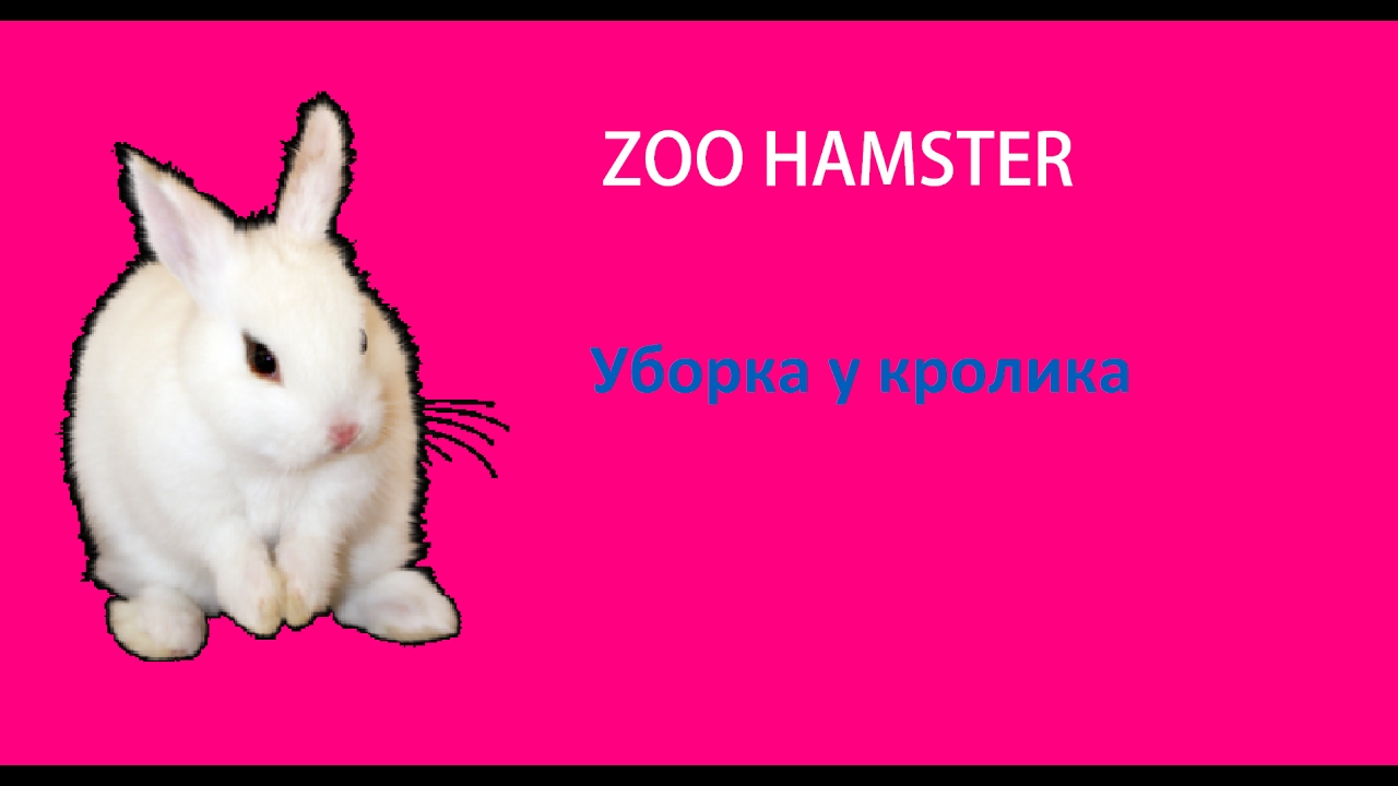 Уборка у кролика 🏠 🐇 ⚫ ZOO HAMSTER - YouTube.