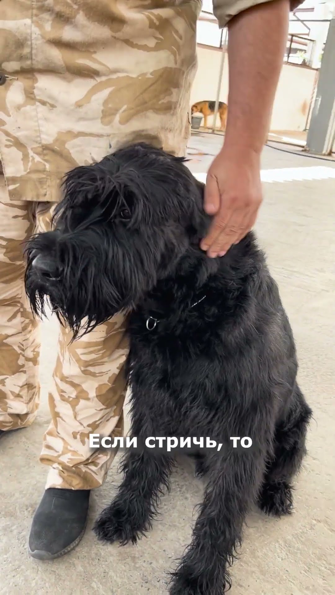 порода собак розеншнауцер