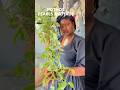 Spotlight on my Pothos Plant #plants