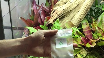 How to create a poison dart frog bioactive terrarium. Self cleaning, self maintaining