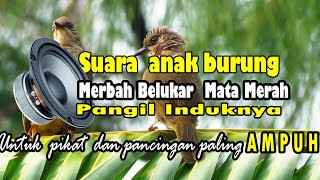 Suara anak merbah belukar memanggil induk mp3 terbaik untuk panggilan burung liar.