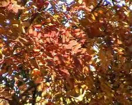 Isak Anderssen: Fantasies On Peer Gynt (pt 1. Psalm)