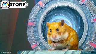 🐹 Hamster Escapes the StarGate - Atlantis maze for Pets in real life 🐹 Homura Ham Pets