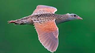 Corncrake Call
