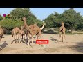 My camel farm  diversity of thar