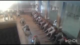 Kusti Wrestling Workout (Hath Ki Dand) Kusti Wrestling Workout (Hath Ki Dand)