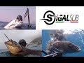 SPEARFISHING : GILTHEAD 4,5 KG DENTEX SNAPPER &amp; GROUPER - PESCA IN APNEA ORATA DENTICE TOP