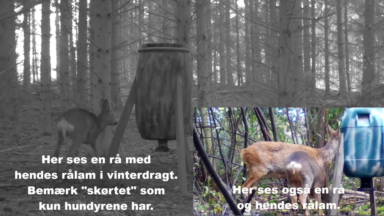 Kønsbestemmelse af råvildt