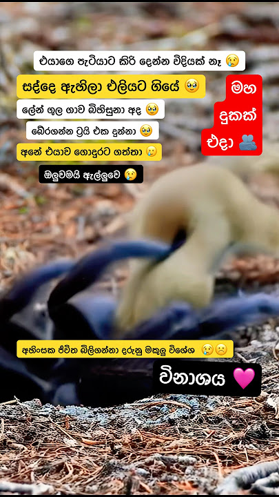 එයා අවසන් ගමන් ගියේ ආහාරයක් වෙයි කාගෙහරි ගුල ඇතුලෙ  🥲