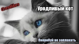 Попробуй не заплакать |Самое грустное видео| #1 Попробуй не заплакать |Самое грустное видео| #1