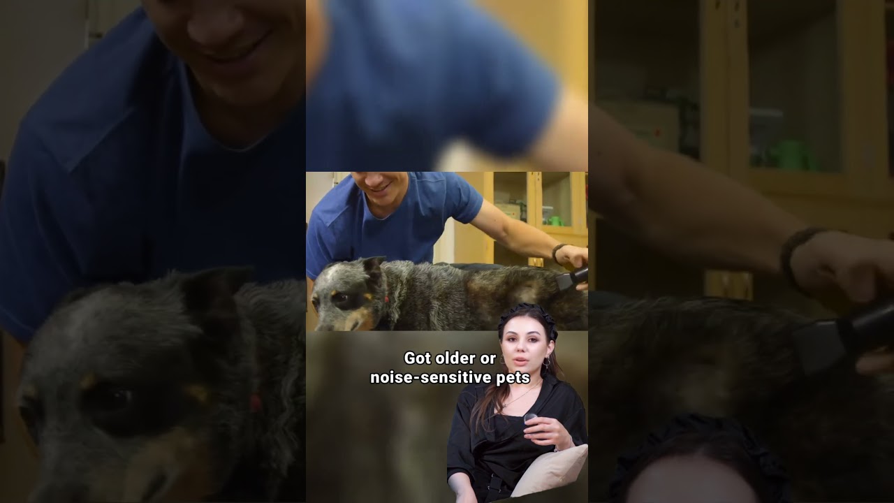 Unleash Faster Grooming! XPOWER X-800TF-MDK Cage Dryer Review (Multi-Pet & Hands-Free Drying)