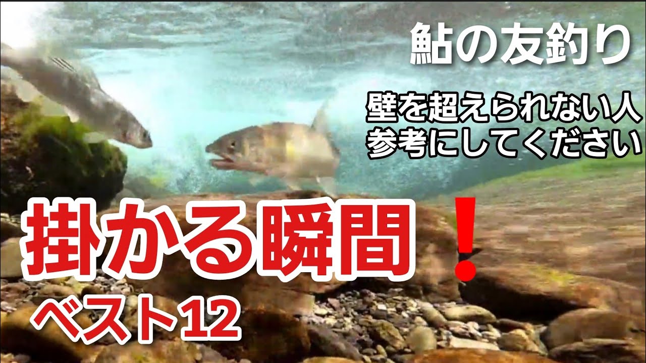 NO42  鮎が掛かる瞬間！水中映像ベスト12をご覧ください　【友釣りオレ流】