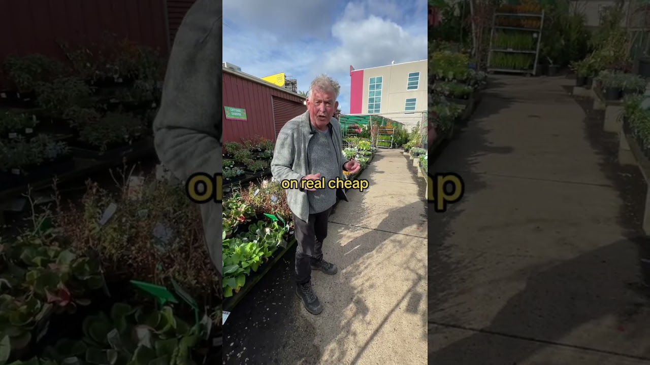 Have a Warm Garden in the Cold of Winter With ‘Moonbay’ Nandina