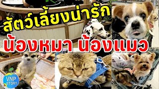 งานสัตว์เลี้ยง PET EXPO THAILAND 2024 (พ.ค.67)