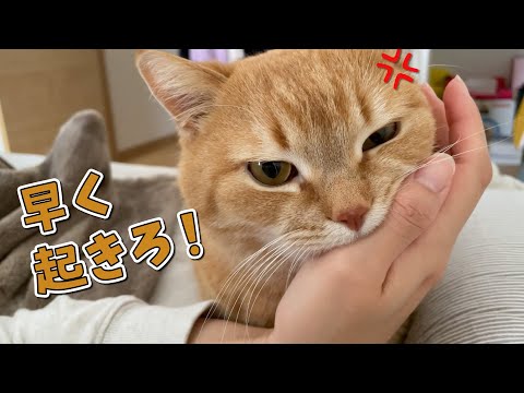 なかなか起きない飼い主に強行手段に出た猫がかわいい！笑