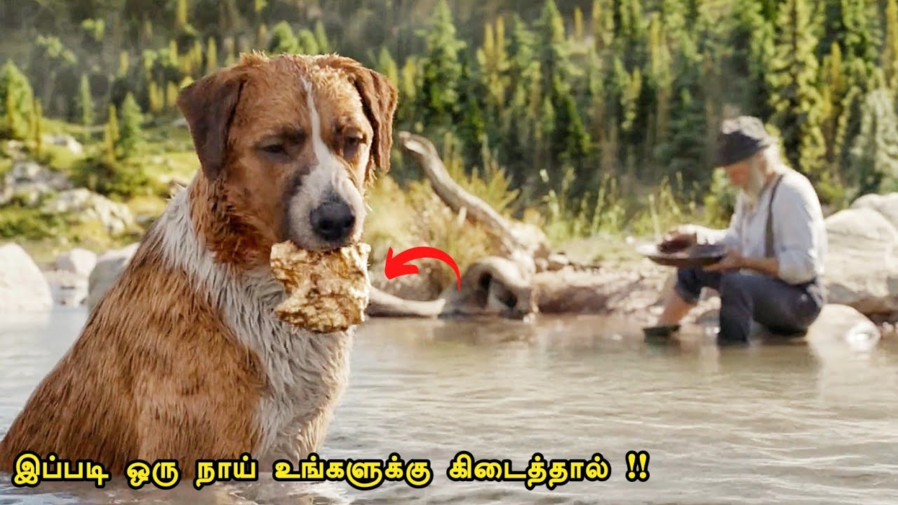 இப்படி ஒரு நாய் உங்களுக்கு கிடைத்தால் | Tamil hollywood times | movie story & review in tamil