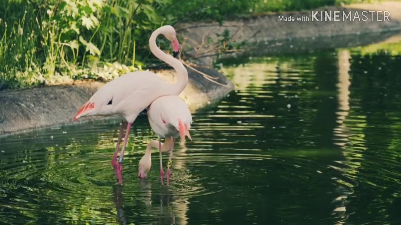 #animals tiny and big animals - YouTube