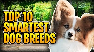 Top 10 Smartest Dog Breeds You Should Get Right Now