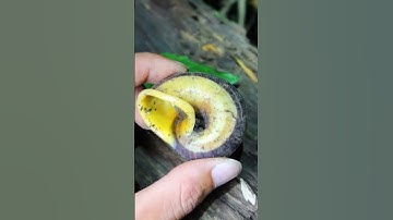 Loại ốc kì lạ và ăn ngon nhất của tây bắc ốc núi | TÂY BẮC TV #shorts