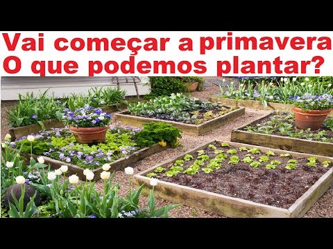 Vídeo: Pera Colunar (32 Fotos): As Melhores Variedades. Plantar No Outono E Na Primavera, Saindo Nos Urais E Na Região De Leningrado. Quando As Peras Amadurecem?