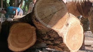 processing large teak wood into dramatic full beams