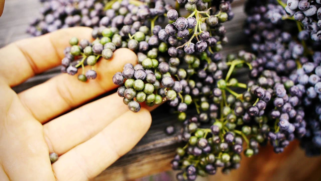 How To Eat Elderberries