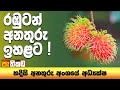 para kiyana tharuka|eng