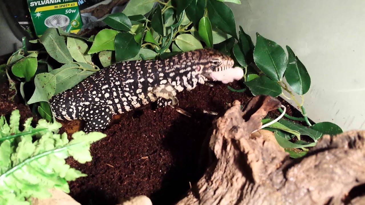 video phone beyonce mp3 Argentine black and white Tegu eats Live Mouse