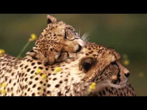 HAIM - Falling (Lyrics)