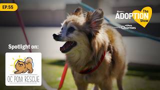 Little Dogs, Big Impact | OC Pom Rescue | The Adoption Show Ep. 55