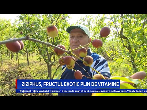 Video: Curmal chineză: cultivare și înmulțire. Curmal chinezesc (unabi): răsaduri