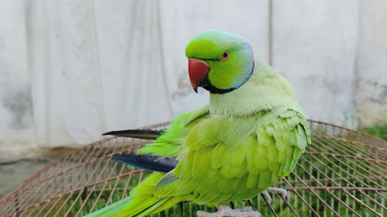 Funny Talking Parrot – Mitthu Mitthu Compilation 😂