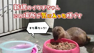 【野良猫】新しいイタチ君がまた食事に来てくれました【保護】#のら猫 #野良猫 #地域猫 #さくら猫