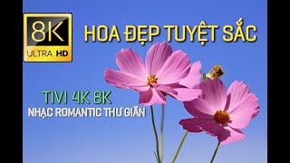 HOA ĐẸP TUYỆT SẮC 4K 8K. HOA DẠI TUYỆT ĐẸP NHẠC ROMANTIC GUITAR ... HOA TULIP, HOA LAN, HOA ĐÀO...