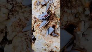 Goose barnacles old float Playa del Carmen Mexico tropical Caribbean Sea beach life nature explore