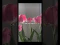 #obssesion with tulips 😭🌷✨