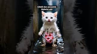 Çilekli Don Annesini Kızdırdı