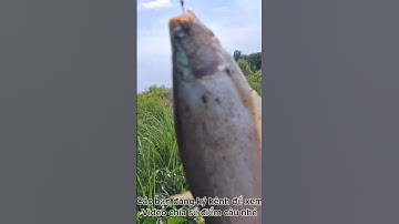 Câu Nhấp Cá Thác Lác