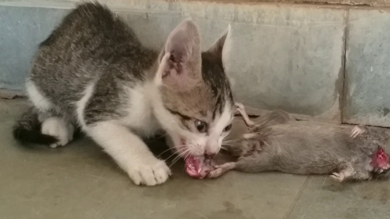 Baby Cat Likes Mouse Head to eat YouTube