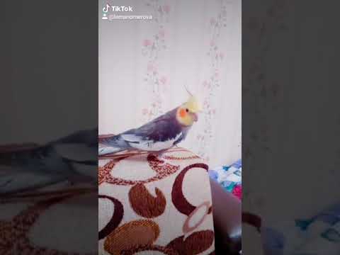 Video: Parakeetə necə çimmək olar: 11 addım (şəkillərlə)