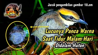 Berburu Malam Ketemu Burung Panca Warna Sedang Tidur Pulas