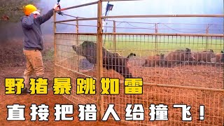 職業獵人捕獲野豬的視頻，用30斤玉米搭配鐵籠製作陷阱，輕鬆捕獲了29頭野豬