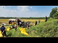 Đi Tới Ấp Một Thăm Lờ Thấy Cánh Đồng Đang Cắt Lúa Và Giá Lúa Bất Ổn Không Ai Lợi Mua l tập 569
