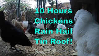Backyard Chickens 10 Hour Long Chickens Heavy Rain Hail Tin Roof Sounds Noises ASMR! Wealth