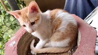 Cat in a Pot 😂 by CAT Lover 81 views 2 years ago 1 minute, 7 seconds