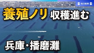 兵庫・播磨灘で養殖ノリの収穫進む　色落ち被害少なく