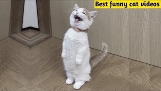 OMG So Cute Cats ❤ Best funny cat videos 2021 #1